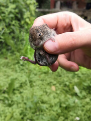 A little live mouse in a man's hand.