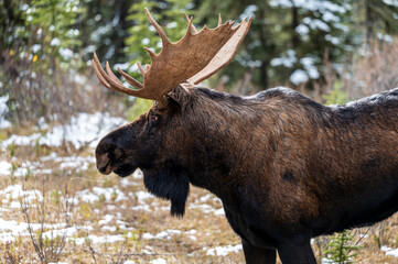 A moose in snow in Canadian Wildlife