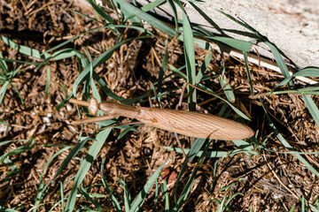 Grassy park view on a sunny day. High-quality photo