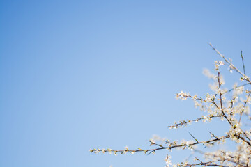 White flowers close up in the tree at spring