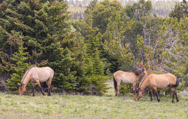 Wild Horses in the Pryor Mountains Montana in Summer