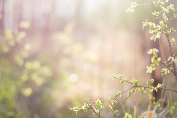 Blurred environment and a plant in the foreground