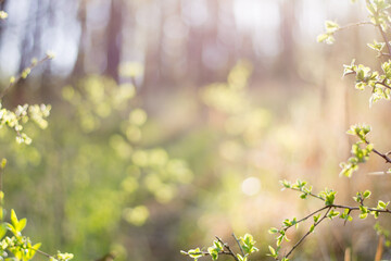 Blurred environment and a plant in the foreground