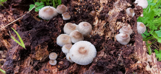 Detail of a little wild mushrooms on a tree trunk