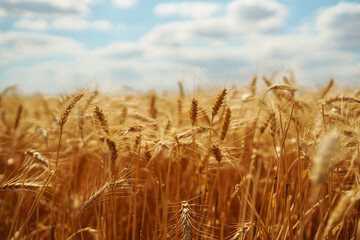 Gold wheat field. Growth nature harvest. Agriculture farm.