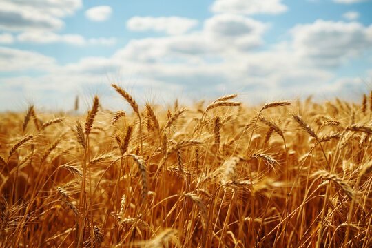 Gold wheat field. Growth nature harvest. Agriculture farm. © maxbelchenko