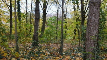 Plaine avec des arbres d'automne, aux feuillages à couleur différente, ciel gris et nuageux, vide et vaste, marche dans une nature tranquille