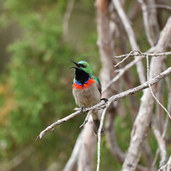 Southern Double-collared Sunbird (Cinnyris chalybeus)on the branch of a tree
