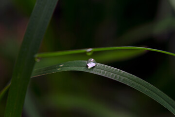 drop on grass