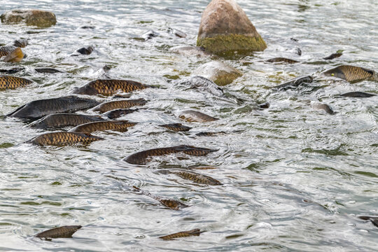 Many of huge carps in the lake.