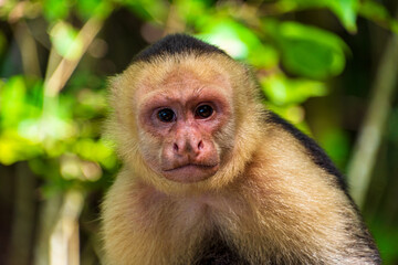 Capuchin monkey portrait in the Manuel Antonio national park in Costa Rica.
