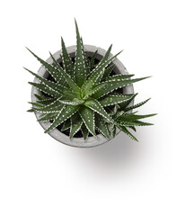 Fototapeta striped small succulent with offshoot in a grey concrete pot, isolated design element, top view / flat lay obraz