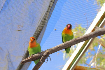 Obraz premium Two small inseparable parakeets resting on a tree branch