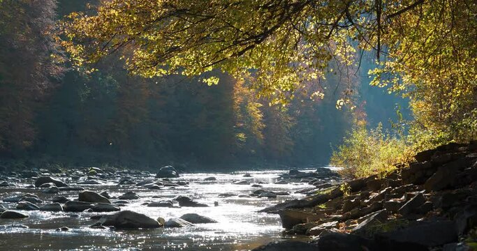 Beautiful mountain river with stones, yellow autumn tree leaning over the river, light wind, leaves fall from trees and bright sun reflects in water. The Prut river in Ukraine. Cinema 4K 60fps video