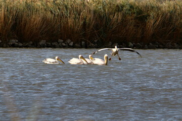 Pelicans on the lake are catching fish.