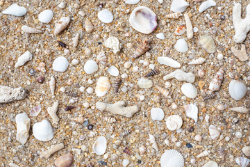 Background of sea shells and corals carried out by the sea on coarse sand. Travel and tourism