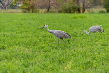 Obraz na płótnie Canvas Two Sandhill Cranes Feeding In The Field In Fall