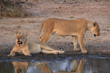  Vuyela-Löwen im Krüger Nationalpark