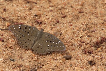 Schmetterling
