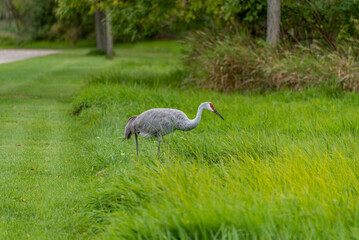 A Sandhill Crane Foraging For Food In Fall Migration