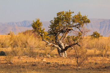 Plakat African savannah during a hot day. Solitaire, Namibia.