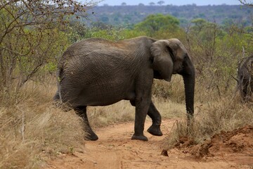  Elefant Krüger Nationalpark Südafrika