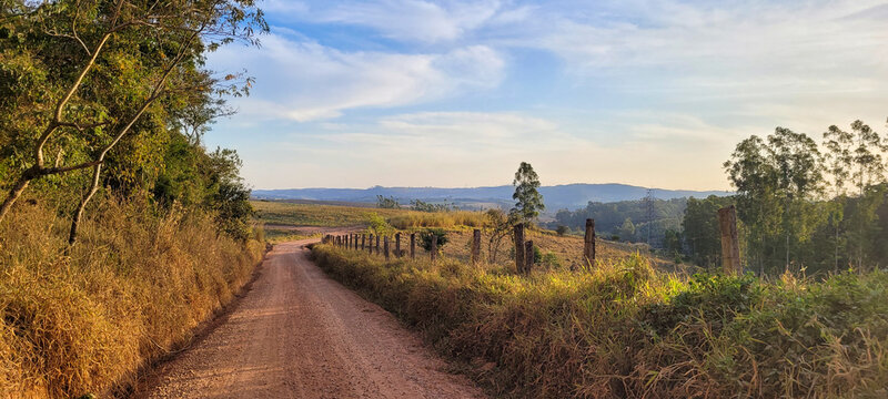eucalyptus plantation farm in sunny day in brazil countryside on dirt road