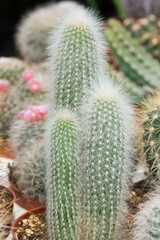 prickly ornamental plants and a variety of cactus photos