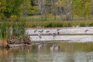 A Flock Of Sandhill Cranes On The River During Fall Migration