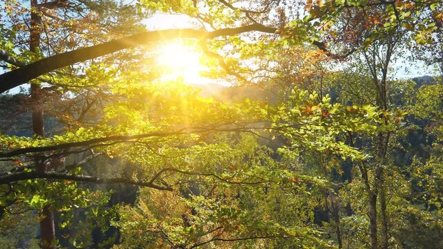 Slow Motion Beautiful setting sun and trees swaying in the wind. UHD 4K zoom-in one minute slow motion relax video