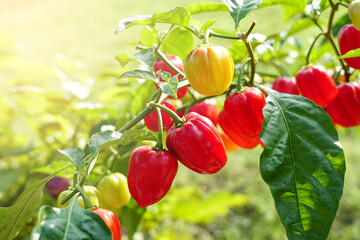red bell pepper plant in the tree on the farm