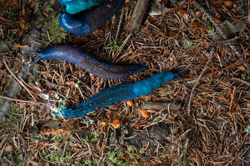 Bielzia coerulans, Top down view. A bright blue snail crawls along the needles of a spruce. Selective focus. Ukrainian Carpathian mountains. a large number of slugs