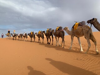 Dromadaire désert sahara