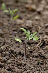 closeup the ripe green tomato plant growing with brown soil soft focus natural green brown background.