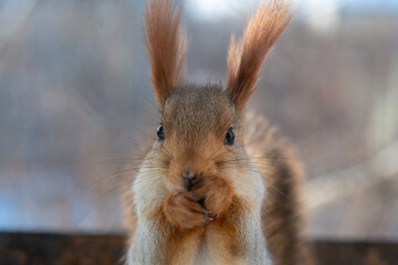 Close up portrait of a gray squirrel (sciurus carolinensis) eating a nut