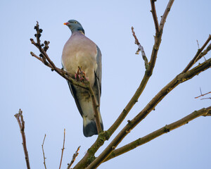 Pigeon perching on a tree branches close up