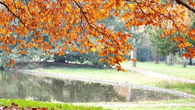 Autumn golden leaves on the background of the pond. Background. lyrical mood