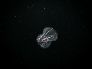Mnemiopsis leidyi, the warty comb jelly or sea walnut with yellow and green seaweed in the background. This is an invasive species. Picture from Oresund, Malmo Sweden. Cold black water 