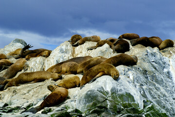 Obraz premium Beagle Channel - a strait in the Tierra del Fuego Archipelago, sea lions and various birds