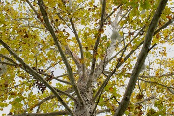 green and yellow leaves on a tree from a low angle