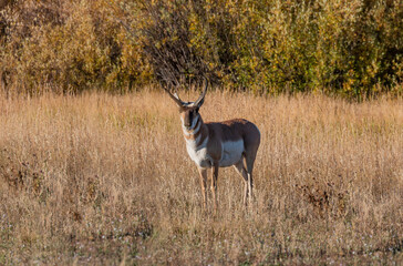 Pronghorn Antelope Buck in Wyoming in Autumn © equigini