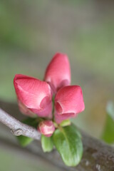Buds of pink apple blossom on branches.