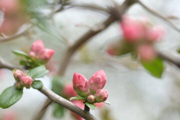 Buds of pink apple blossom on branches.