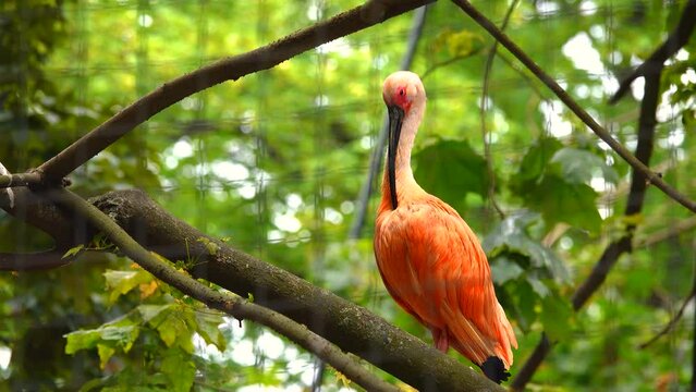 red ibis sits on a tree branch and cleans feathers on a blurred green background
