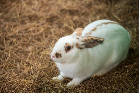 Adorable white rabbit on dry grass with copy space for text