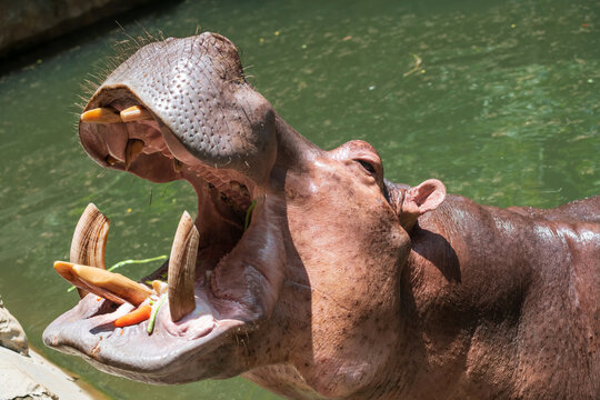 hippopotamus open mouth to feed carrot and cowpea in zoo