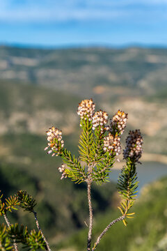 Erica vagans flowers, with natural background.