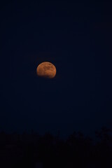 Fototapeta premium moon in the night