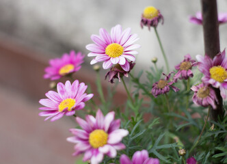 Obraz premium pink and yellow flowers