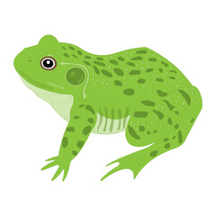 External anatomy of a Frog